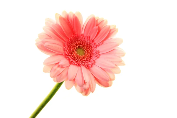 Рожеві цвітіння — стокове фото