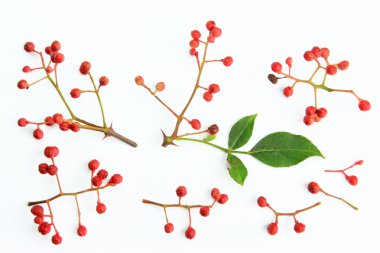 Szechuan biber (zanthoxylum piperitum)