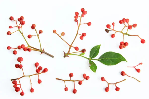 Poivre de Sichuan (Zanthoxylum piperitum) ) — Photo