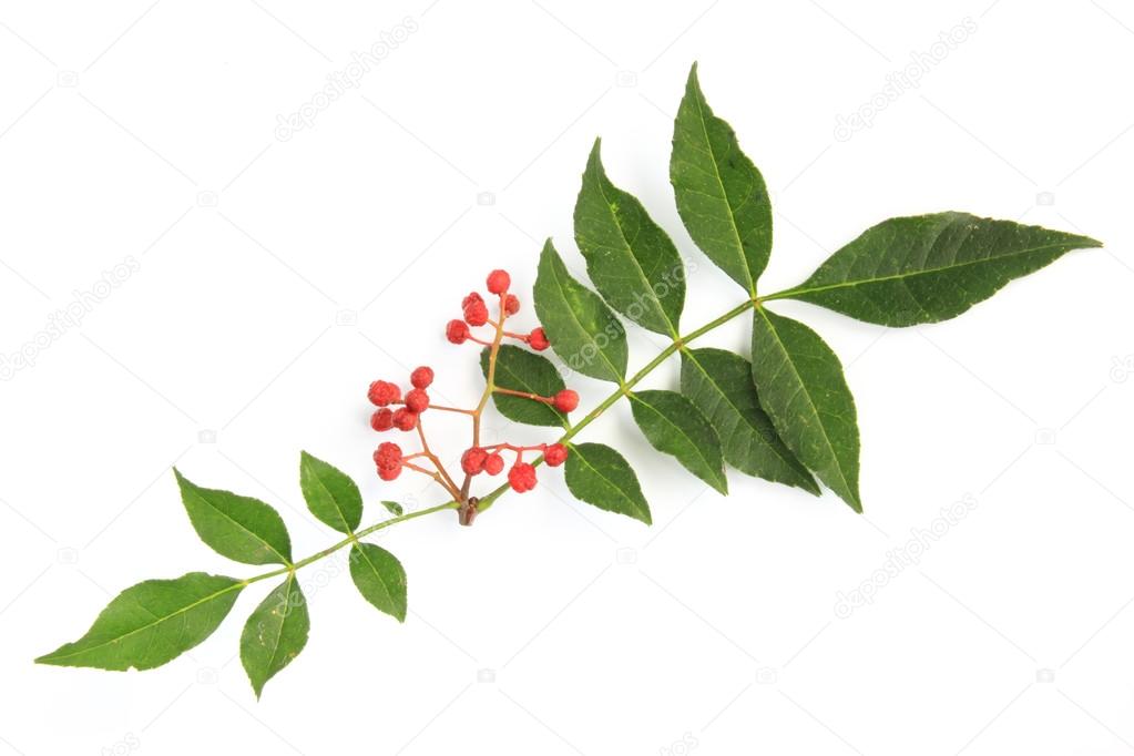 38花椒 花椒山椒 图库照片 C Joachimopelka