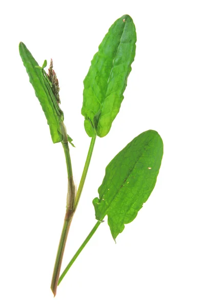 Garden sorrel (Rumex acetosa) — Stock Photo, Image