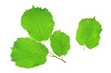 Corylus avellana