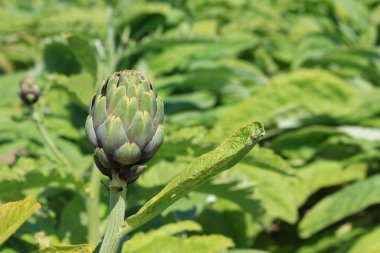 Artichockes