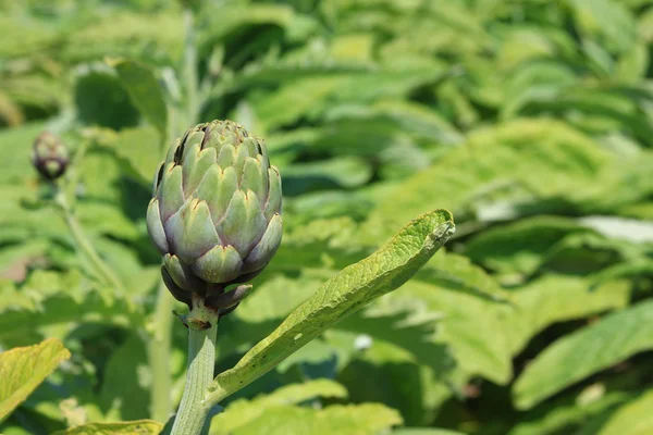 Artichockes — Stock Photo, Image