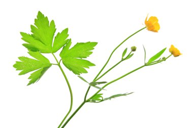 Buttercup (tipik acris)