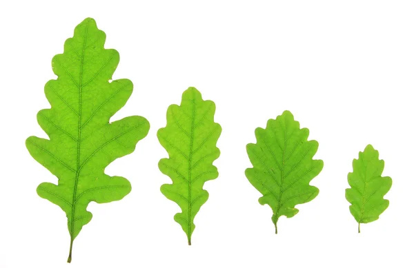 Oak leaves — Stock Photo, Image