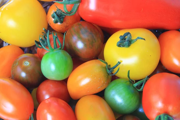 Colorful tomatoes Stock Picture