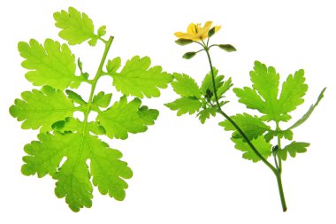 kırlangıçotu (chelidonium majus)