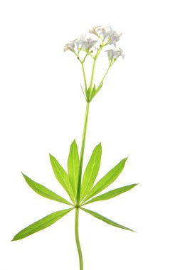 Flowering woodruff (Galium odoratum) clipart