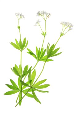 Çiçekli ağaçkakan (Galium odoratum)