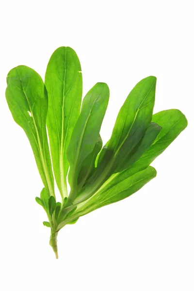 Kukorica saláta (Valéria locusta) — Stock Fotó