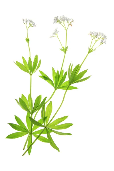 Flowering woodruff (Galium odoratum) — Stock Photo, Image