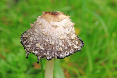 Shaggy mürekkep başlığı (Coprinus koması))