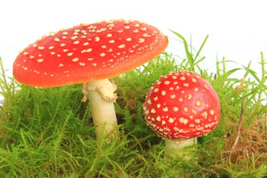 Sinek agaric mantar (Sinek mantarı)