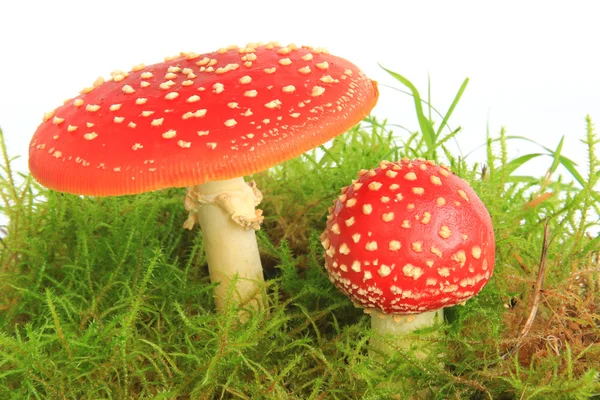 Fly agaric mushrooms (Amanita muscaria) — Stock Photo, Image