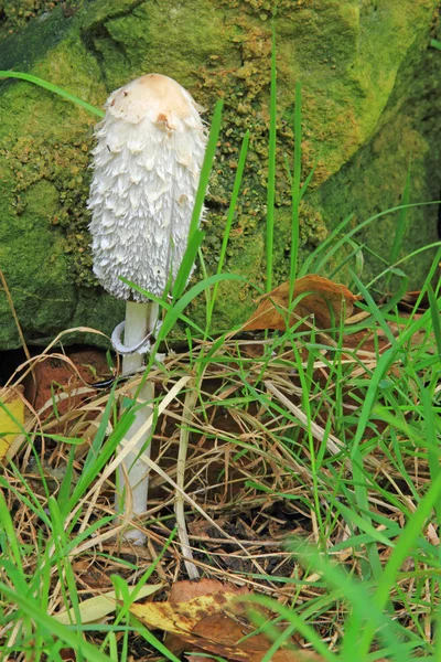 Shaggy mürekkep başlığı (Coprinus koması)) — Stok fotoğraf