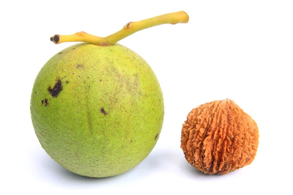 Svart valnöt (Juglans nigra) — Stockfoto