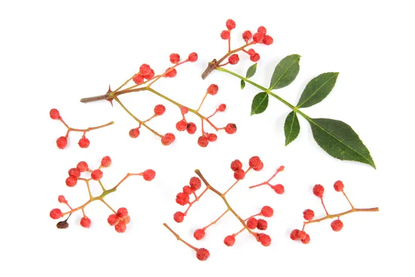 Szechuan peper (zanthoxylum piperitum) — Stockfoto