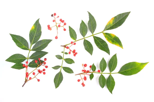 Szechuan πιπέρι (zanthoxylum piperitum) — Φωτογραφία Αρχείου