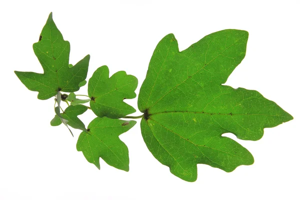 Fältet lönn (acer campestre) — Stockfoto