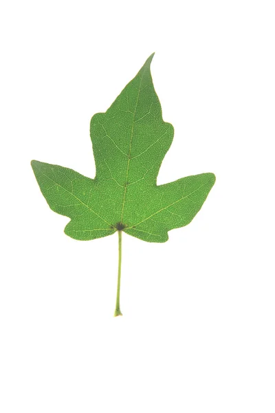 Field maple (Acer campestre) — Stock Photo, Image