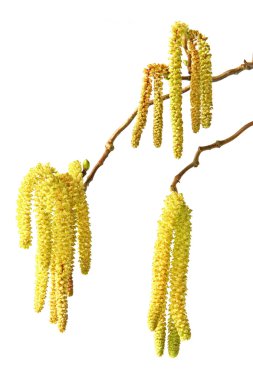 Fındık (Corylus avellana çiçek)