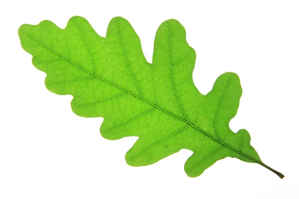 Oak leaf — Stock Photo, Image