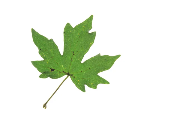 Field maple (Acer campestre) — Stock Photo, Image