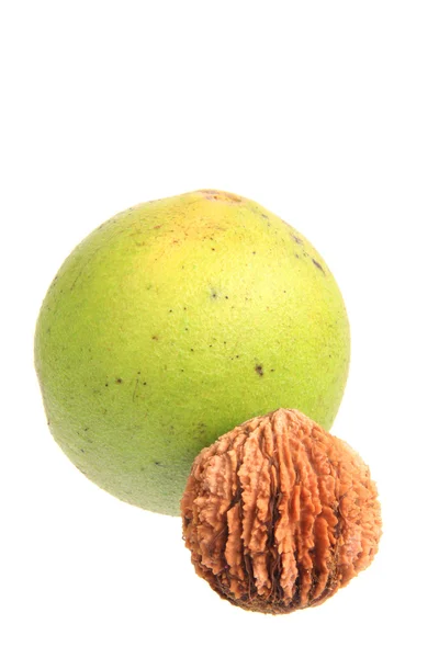 Saksanpähkinä (Juglans nigra) ) — kuvapankkivalokuva
