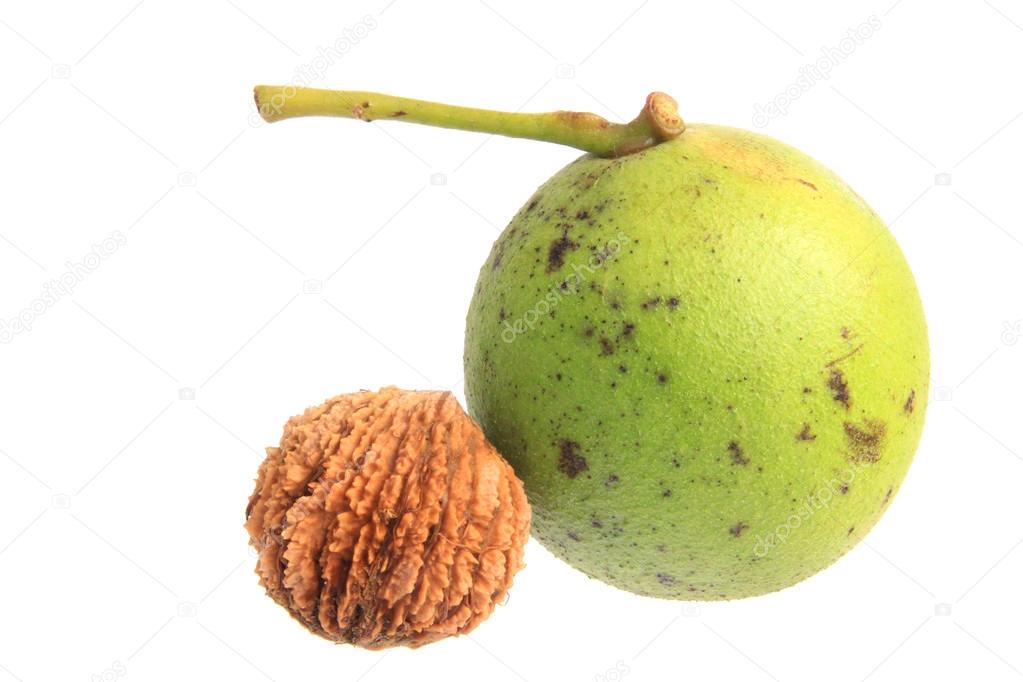 Black walnut  (Juglans nigra)