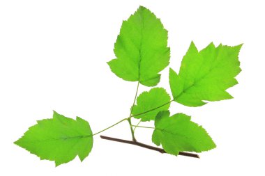 Vahşi hizmet ağaç (Sorbus torminalis)