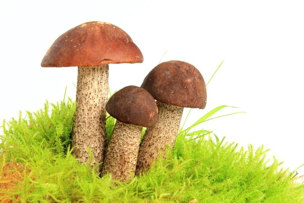 Bolete de bétula — Fotografia de Stock