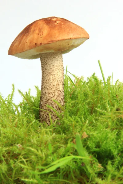 Bolete de bétula — Fotografia de Stock