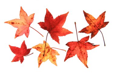 Sweetgum Liquidambar clipart