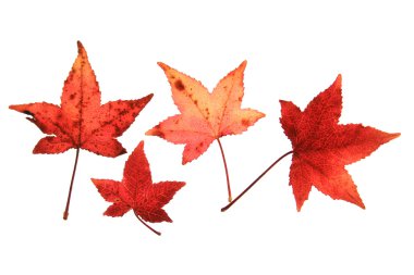 Sığla ağacı Liquidambar