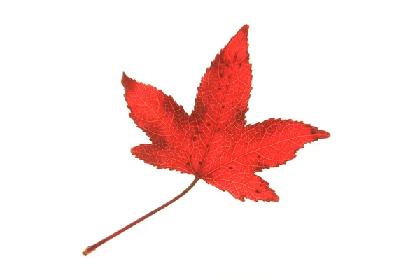 Keleti Sweetgum — Stock Fotó