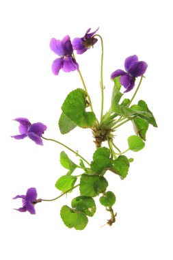 Menekşe (viyola)