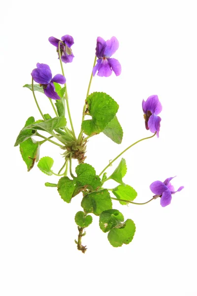 Violetit (Viola ) — kuvapankkivalokuva