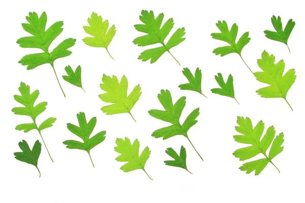 Hawthorn leaves (Crataegus) — Stock Photo, Image