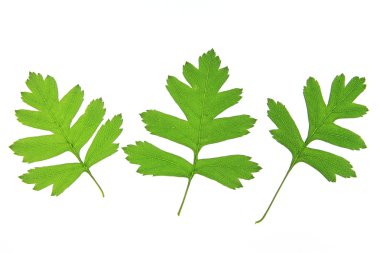 Alıç (Crataegus bırakır)