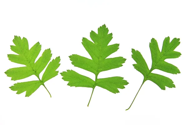 Hawthorn leaves (Crataegus) — Stock Photo, Image