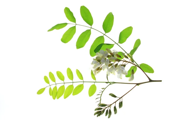 Black locust (Robinia pseudoacacia) — Stock Photo, Image