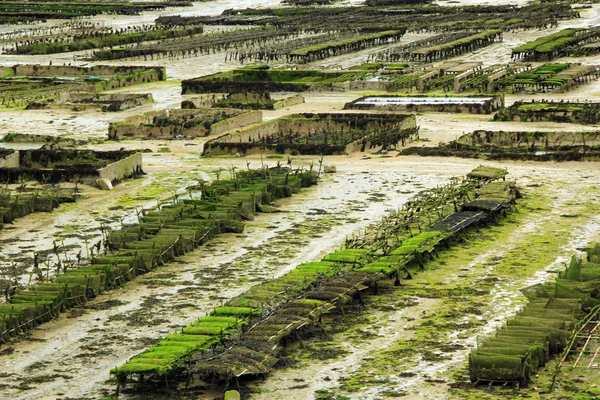 La cría de ostras en Francia — Foto de Stock