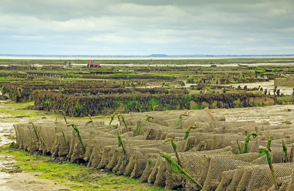 Oyster farming em Francia — Fotografia de Stock