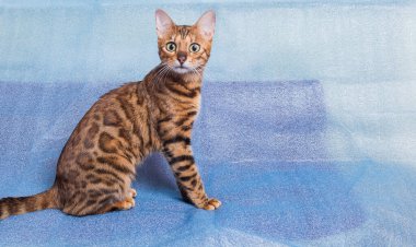 Genç, oyuncu, bengal bir kedi yavrusu mavi arka planda oturur ve büyük gözlerle kameraya bakar.