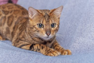 Genç bir bengal kedisi mavi bir yatakta uzanır ve büyük gözleriyle kameraya bakar.