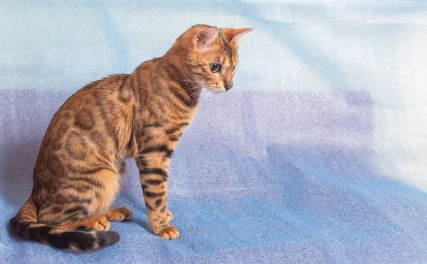 Joven Gato Bengala Con Grandes Ojos Curiosos Sienta Una Cama — Foto de Stock