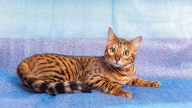 Genç bir bengal kedisi mavi bir yatakta uzanır ve büyük gözleriyle kameraya bakar.