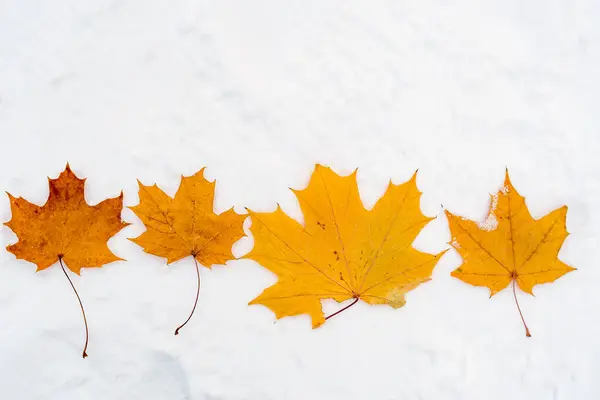 Dry Yellow Maple Leaves White Snow — Stock Photo, Image