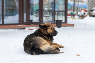 Alman çoban köpeğine benzeyen genç bir sokak köpeği eğlence ve eğlence parkında beyaz kar üzerinde uzanıyor. 